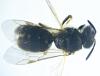 Lasioglossum sp.